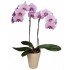 Pink Phalaenopsis Orchid