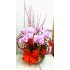 8 Stems Pink Color Phalaenopsis Orchid