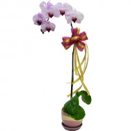 Taiwan Orchid Elegance with Fillers in a Classic Pot