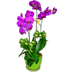Exquisite 3 pcs Taiwan Purple Orchids